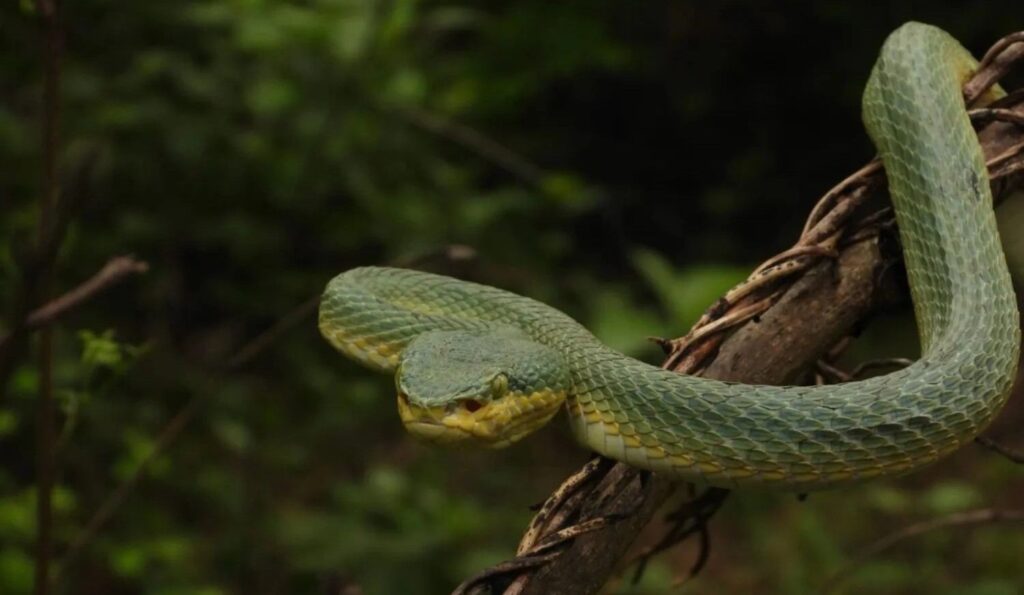 bamboo pit viper