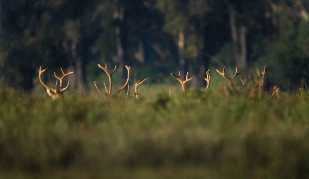 barasingha