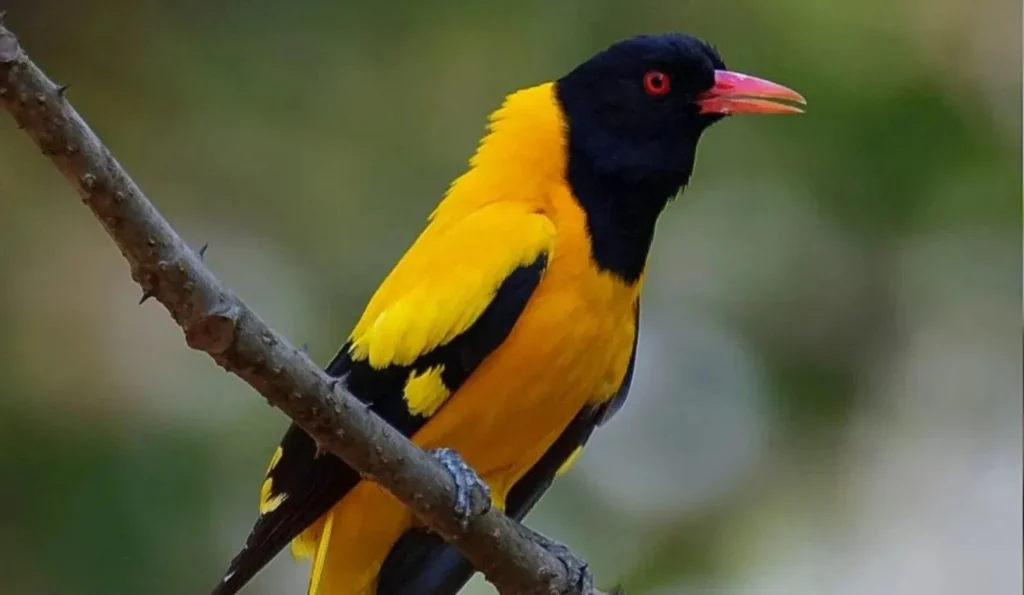 black hooded oriole