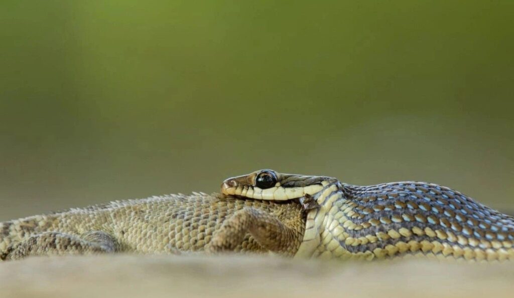 bronzebacked tree snake