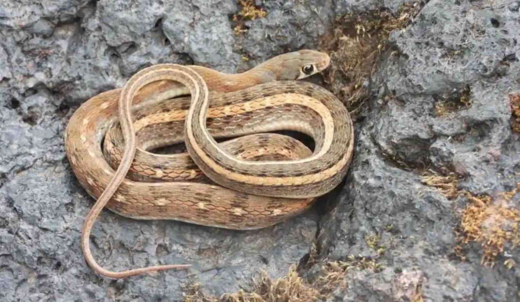 buff striped keelback