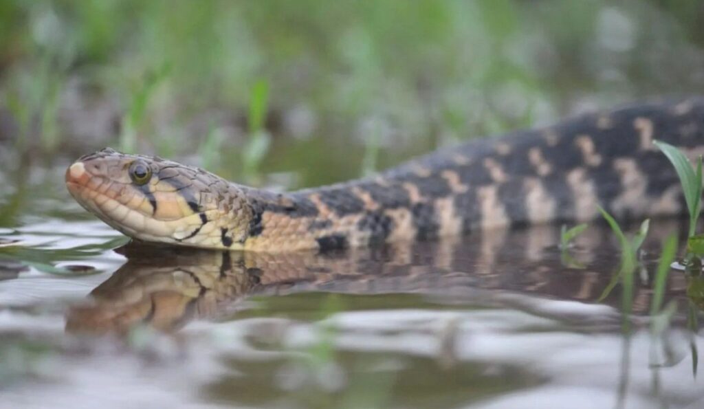 checkered keelback