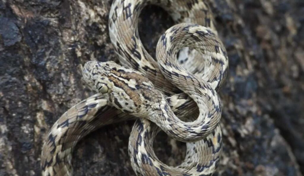 common cat snake