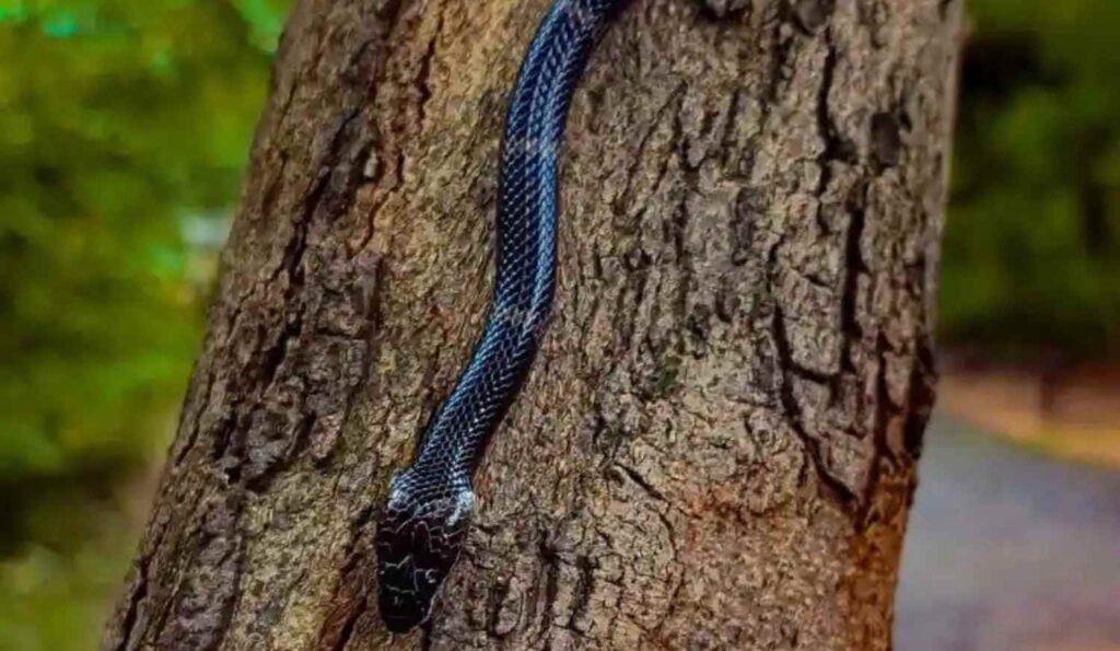common wolf snake