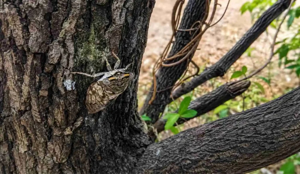 Conservation Implications