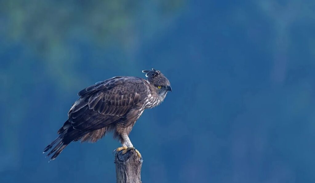crested serpent eagle