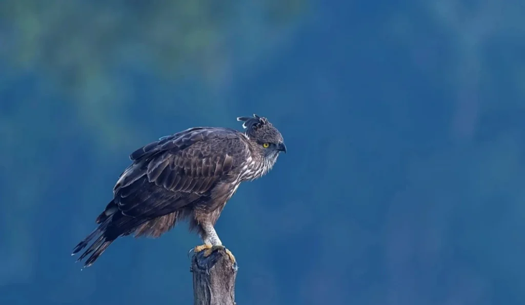 crested serpent eagle