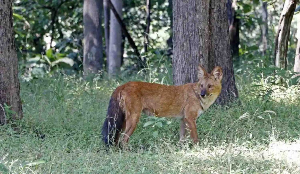 golden jackal