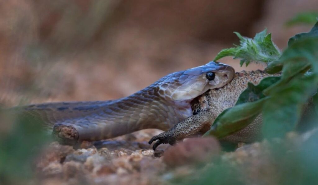 indian cobra