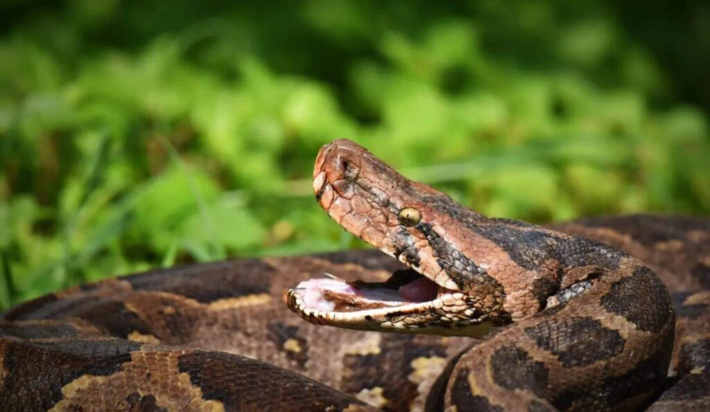 indian rock python