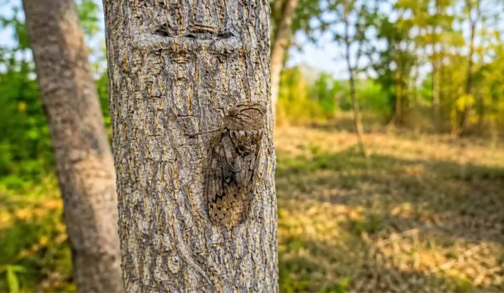 Kanha Tiger Reserve