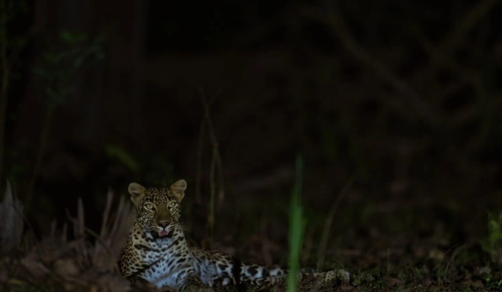 leopard
