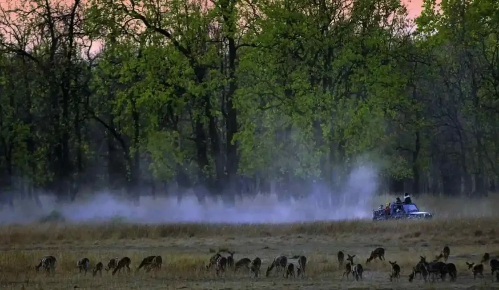 morning safari in kanha