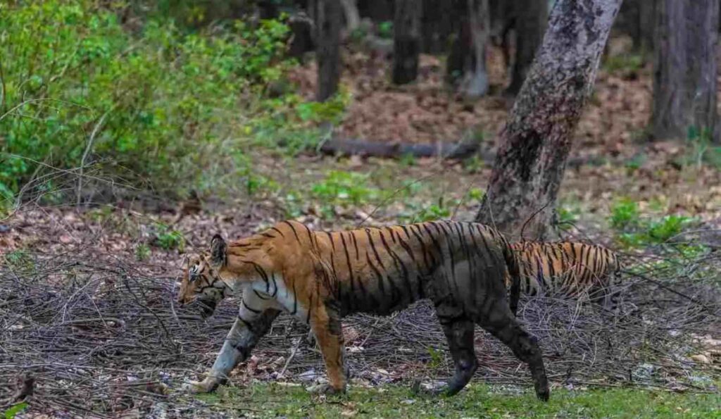 muddy tiger