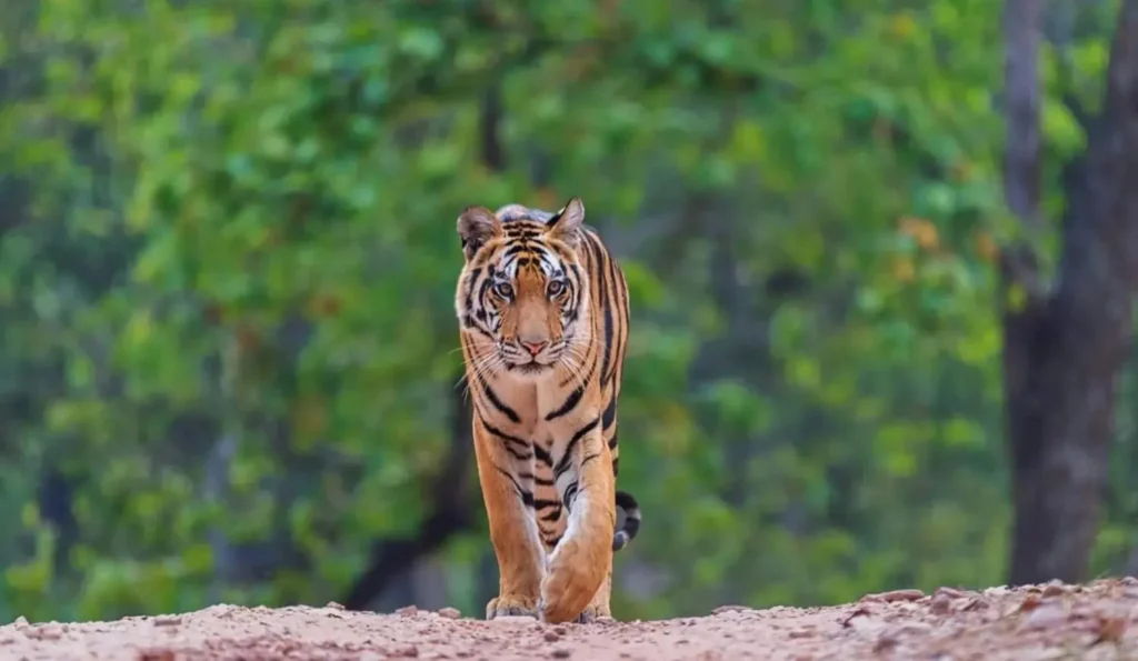 neelam cub