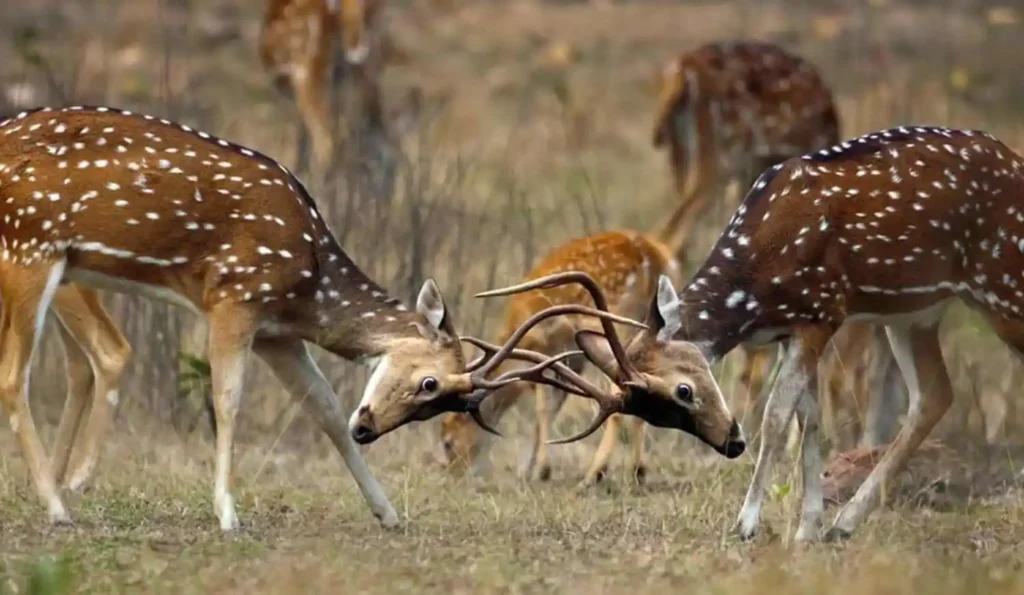 phen spotted deer