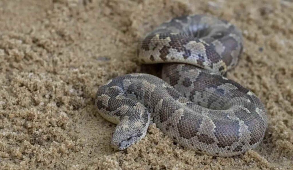 red sand boa