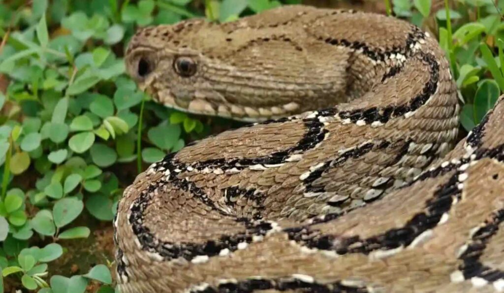russells viper