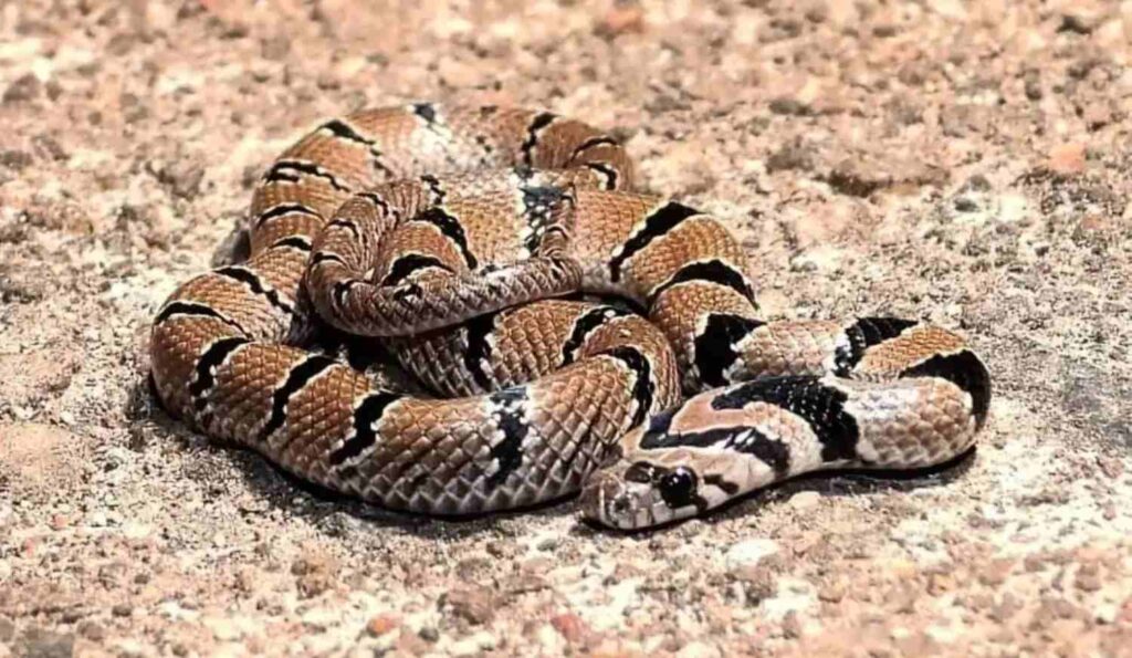 saw scaled viper