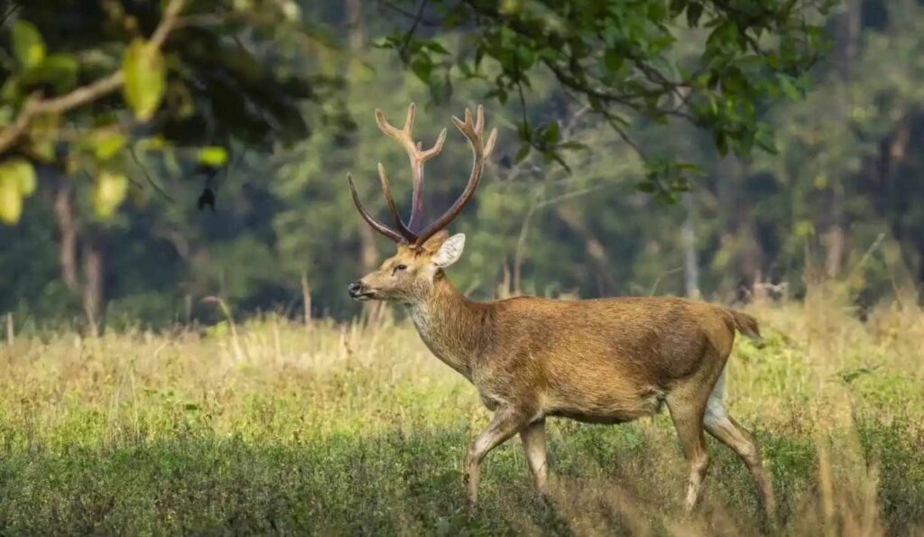 swamp deer