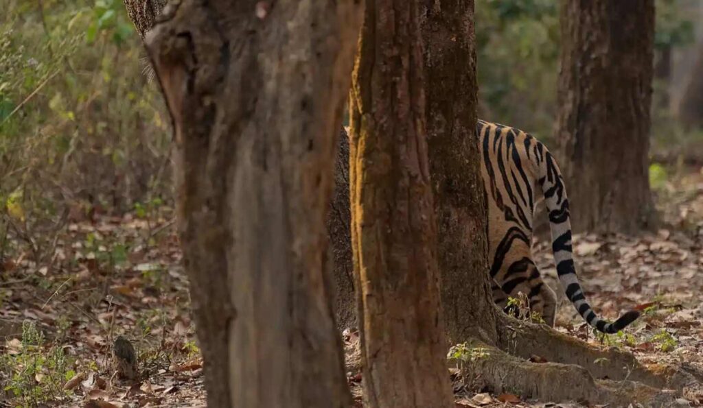 tiger partially hidden behind a tree