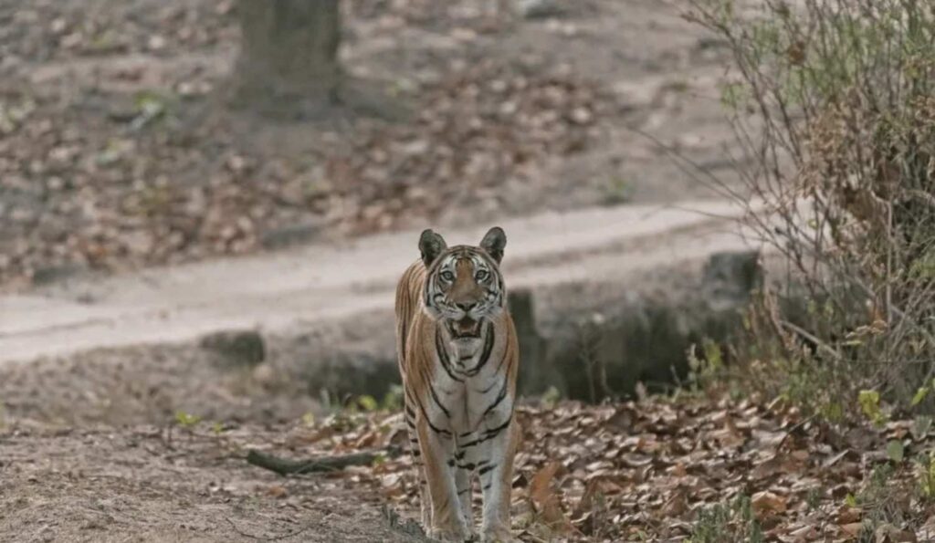 zilaline tiger of kanha