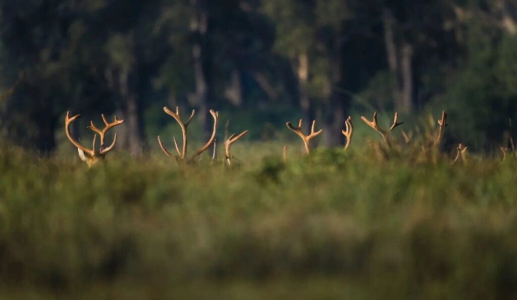 barasingha herd kanha national park