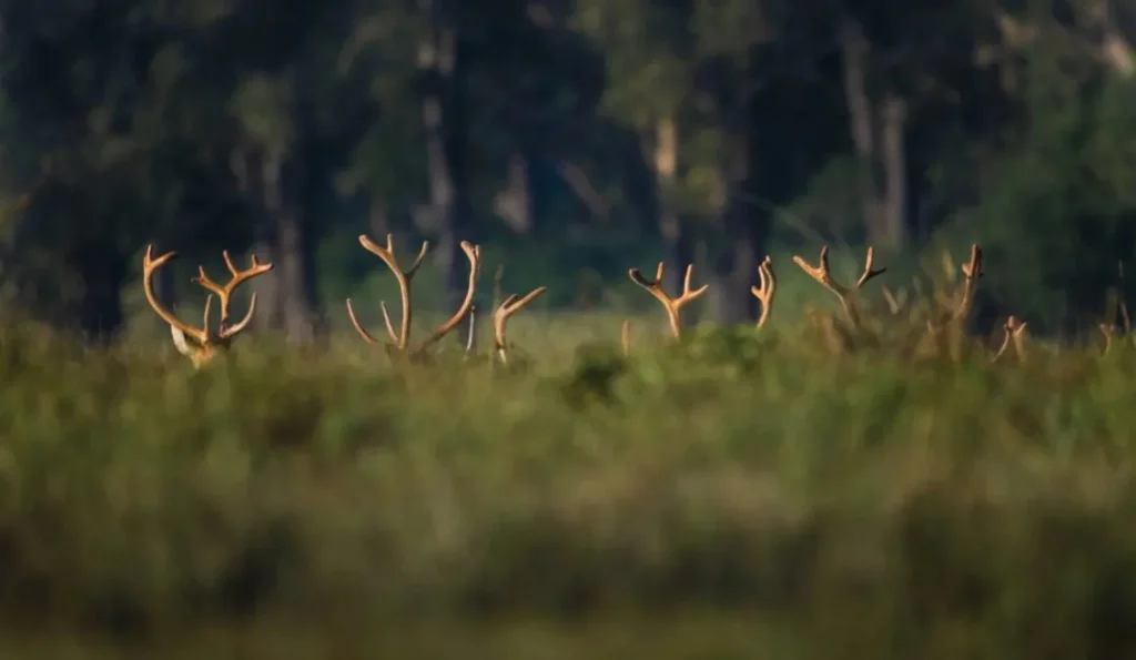 barasingha herd kanha national park