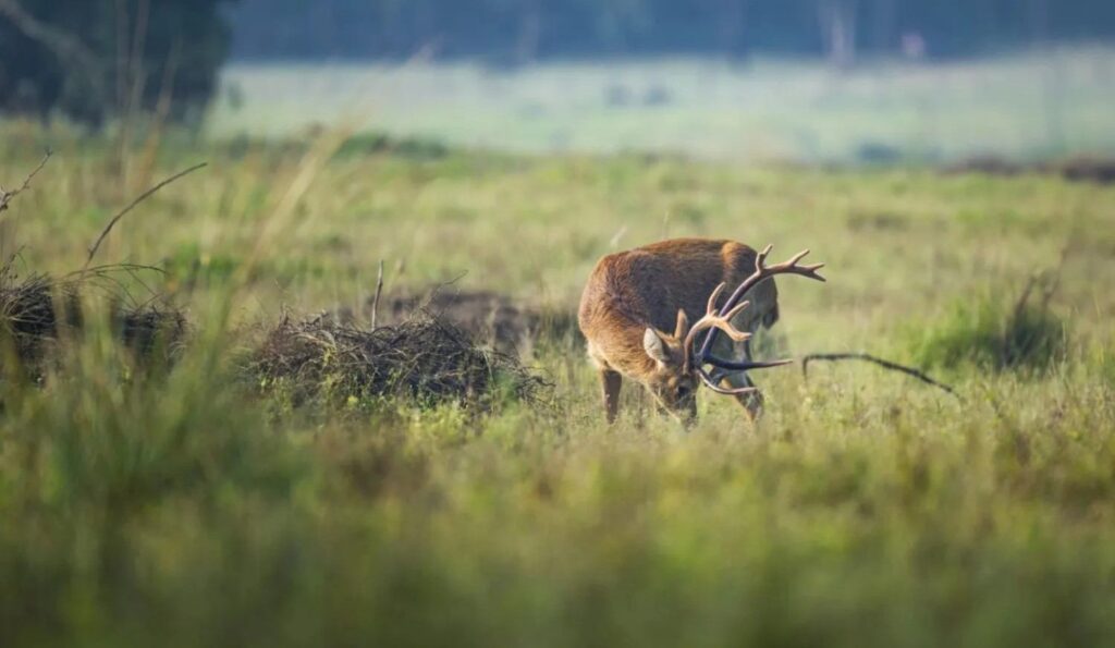 barasingha in kanha