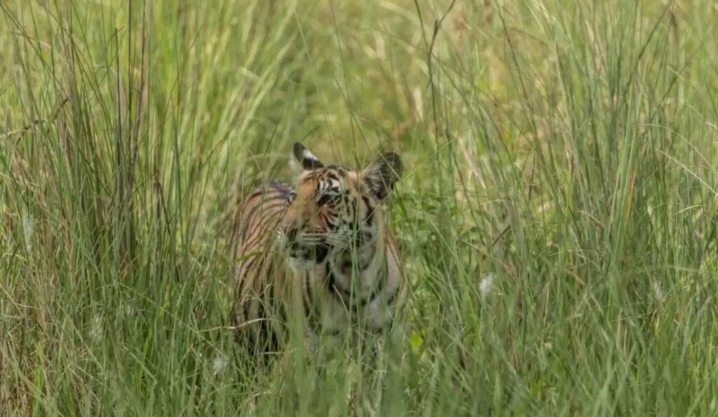 bengal tiger kanha national park