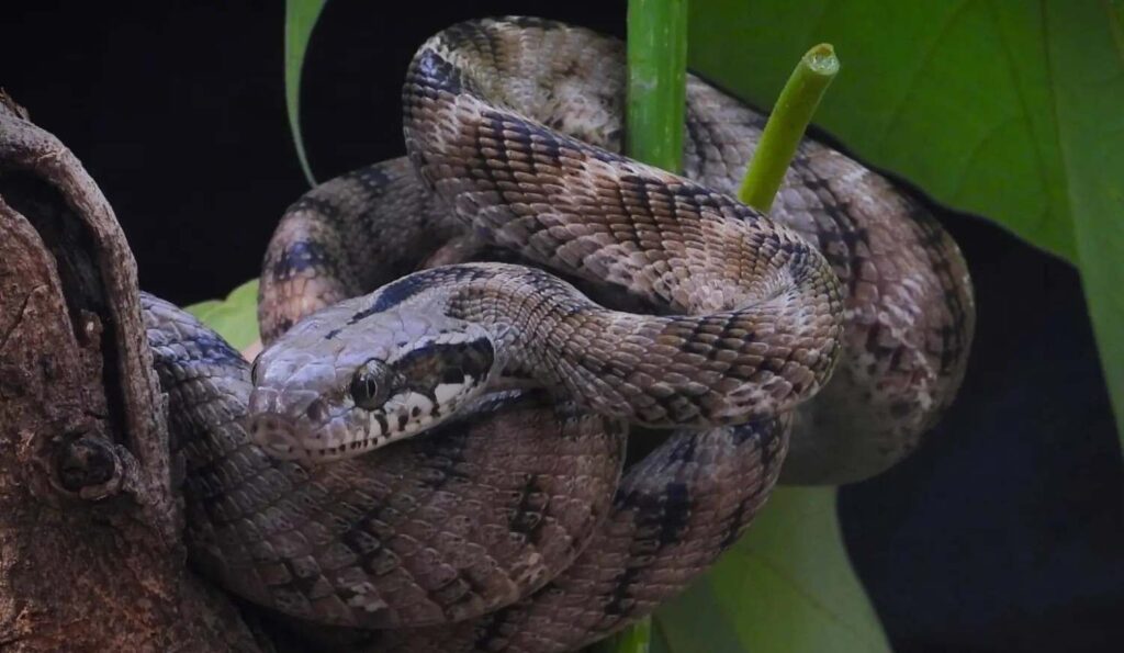 cat snake