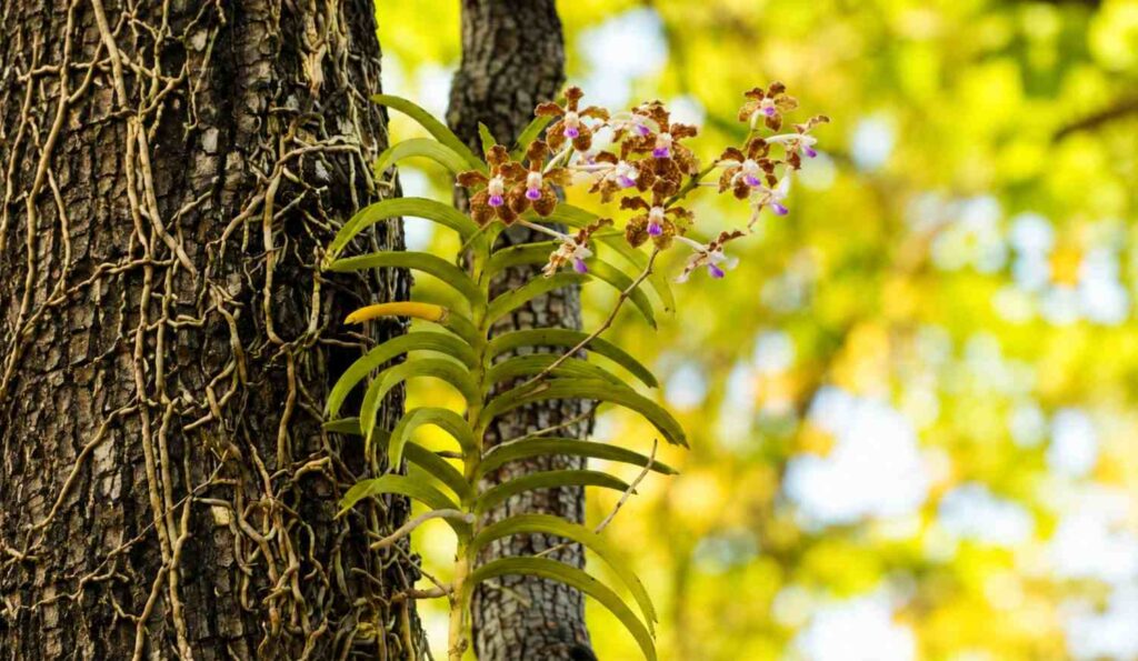 characteristic of orchids