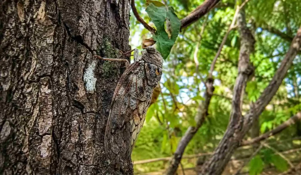 cicadas in kanha national park