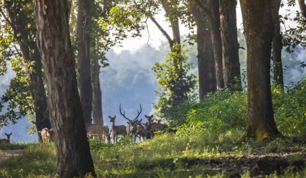 forest landscape with deer