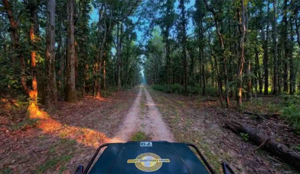 forest view history section
