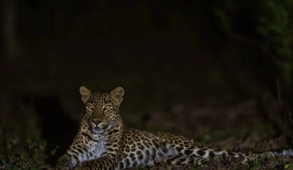 indian leopard kanha night safari
