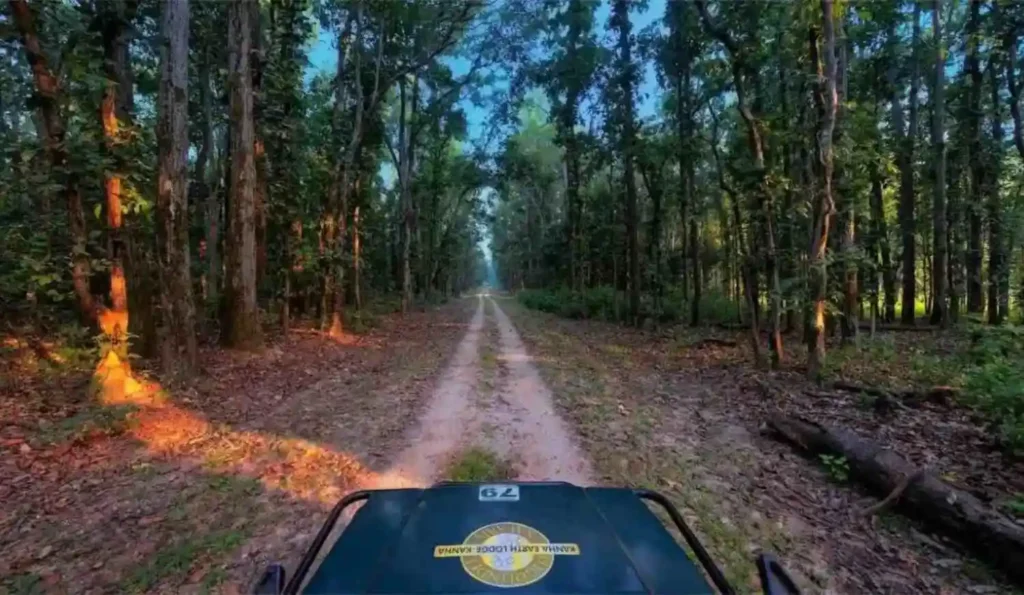 kanha national park forest safari road