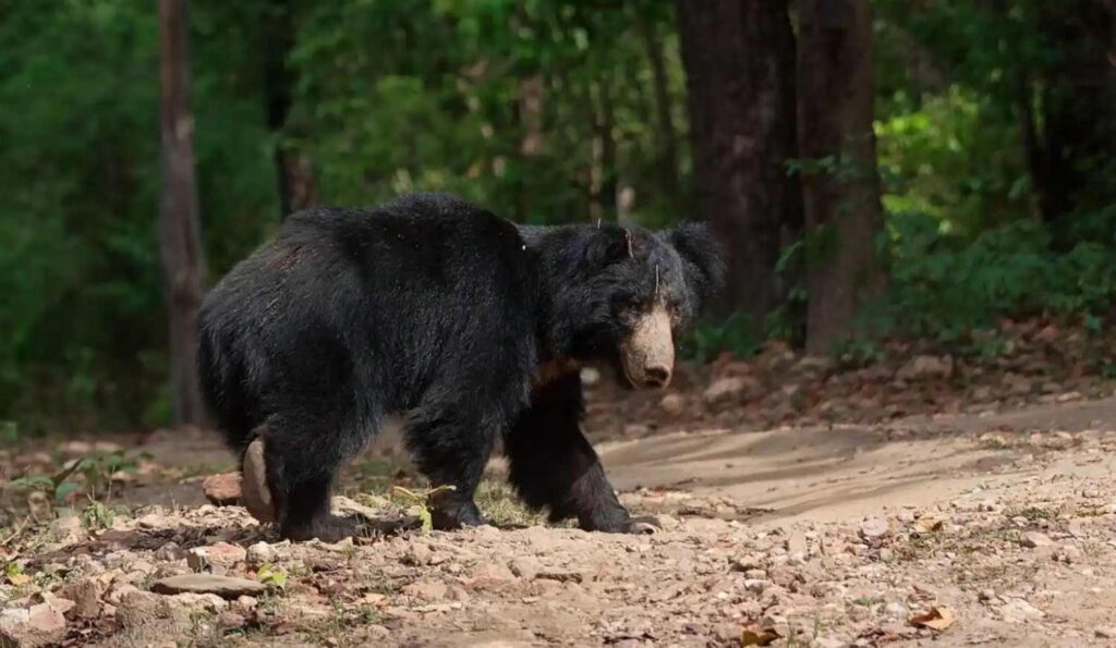 sloth bear kanha buffer zone