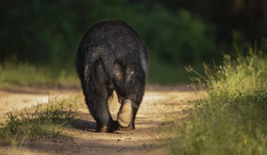sloth bear kanha national park
