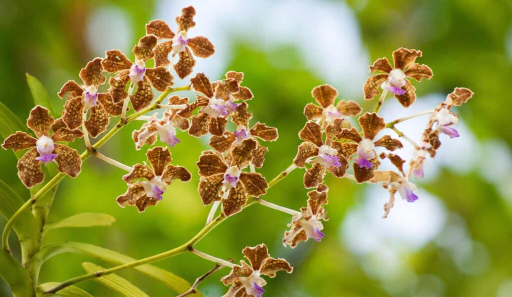 species of orchids