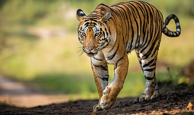 Meet the famous tigers of Kanha