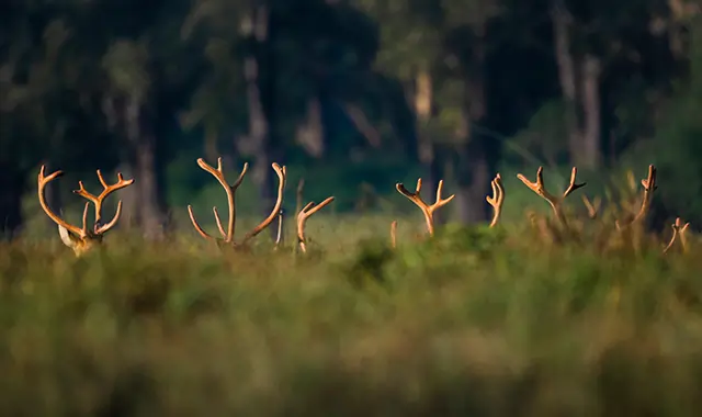 bandhavgarh kanha wildlife safari