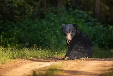 kanha national park
