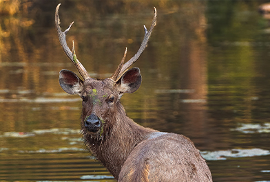 Kanha National park