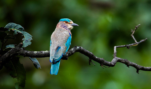 India Birding Tour