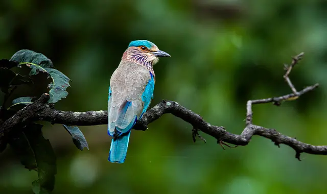 india birding tour