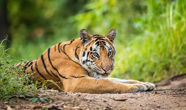 tiger safari in kanha