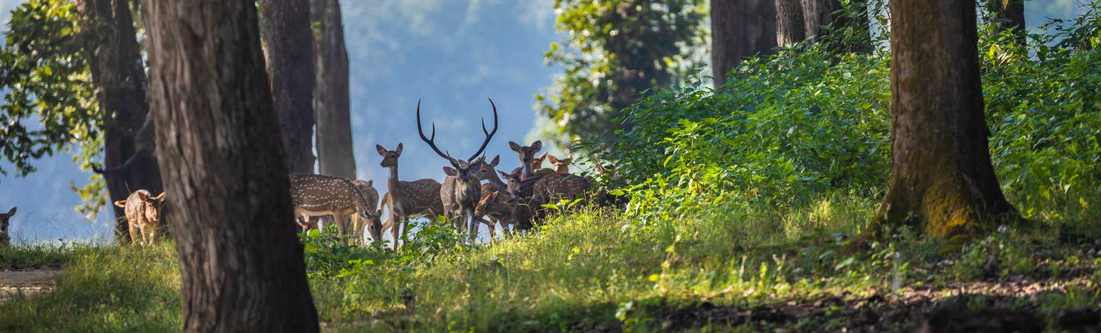 Kanha National Park