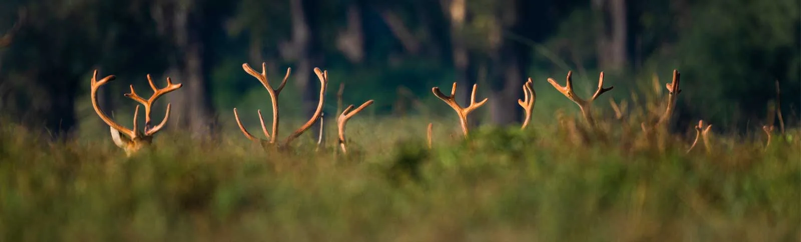 kanha wildlife