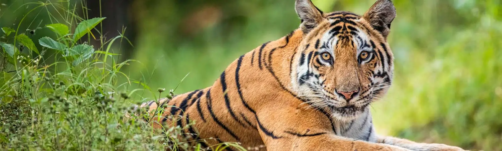 tiger safari in kanha
